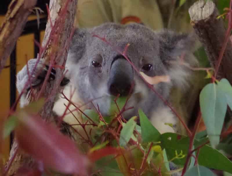 Koala at International Association for Applied Linguistics 2014